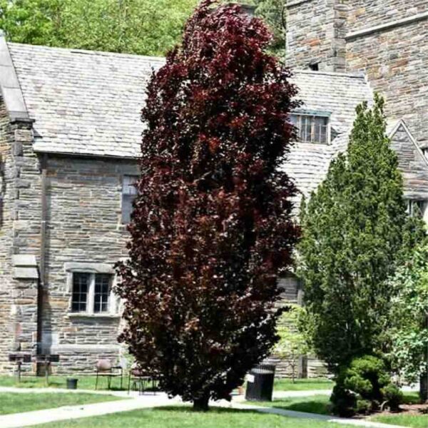 Red Obelisk Beech