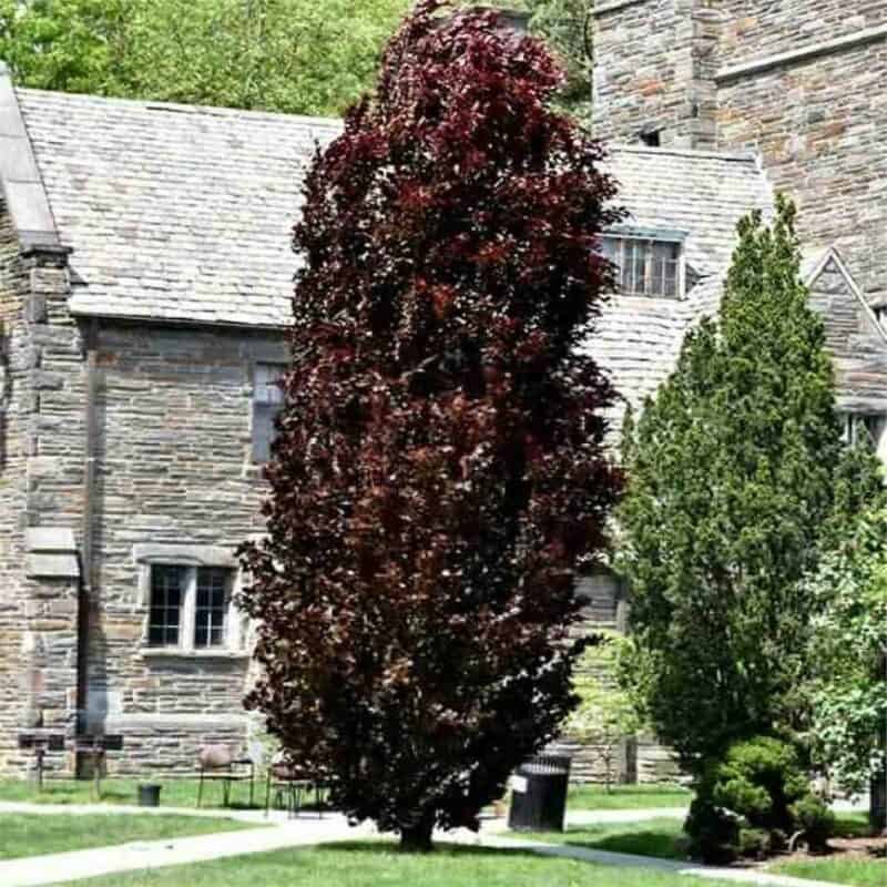 Red Obelisk Beech