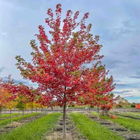 Autumn Fantasy Maple