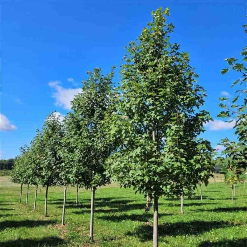 Marmo Maple