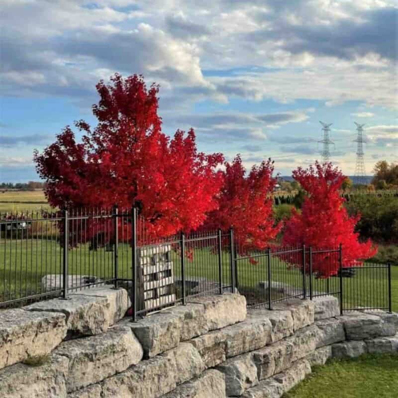 October Glory Maple