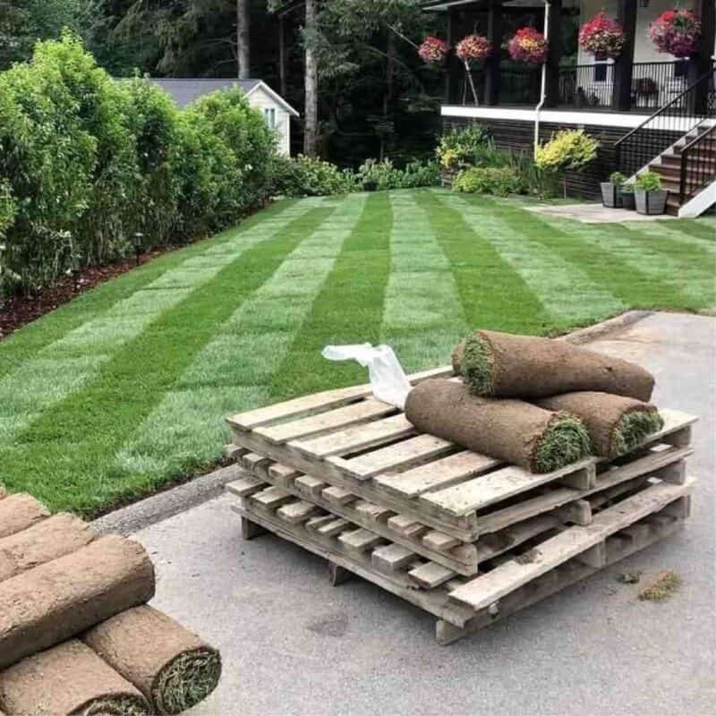 Sod