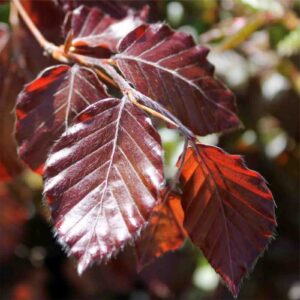 Red Obelisk Beech