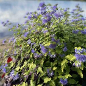 Sunshine Blue Bluebeard