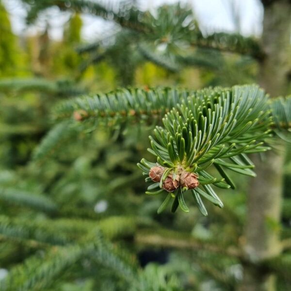ABIES