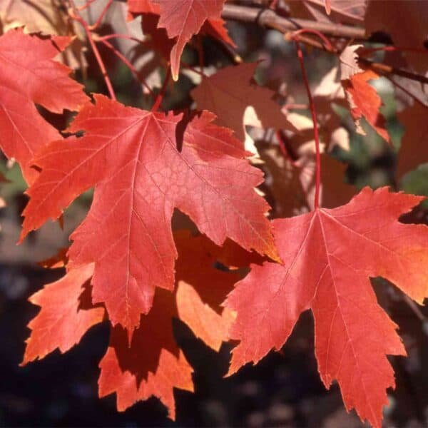 Autumn Fantasy Maple