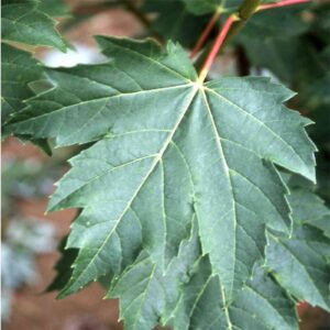 Marmo Maple
