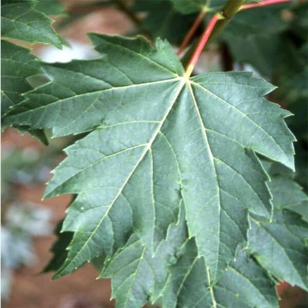 Marmo Maple