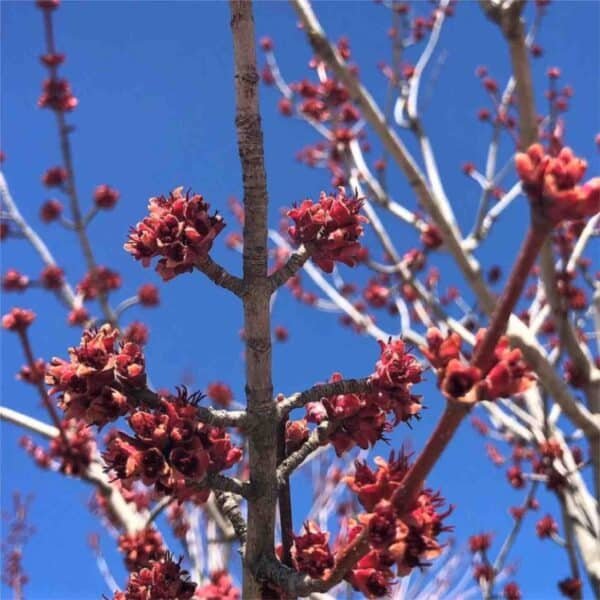 October Glory Maple