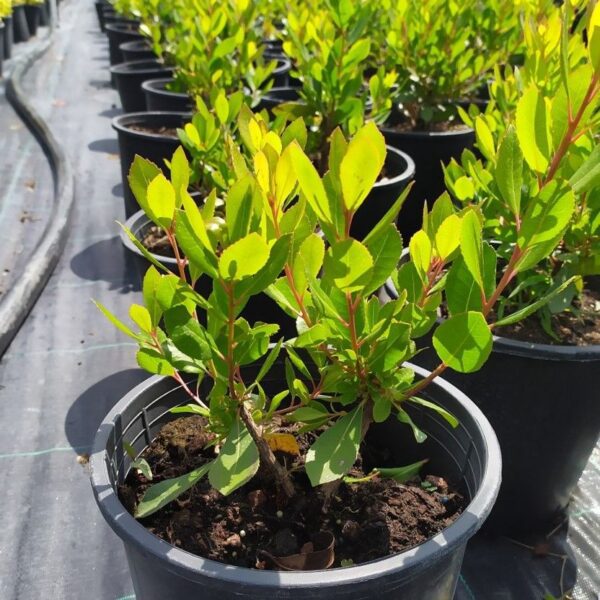 ARBUTHUS