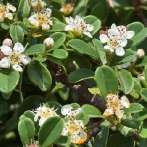 Bearberry Cotoneaster