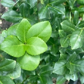 Sarcoxie Wintercreeper Std