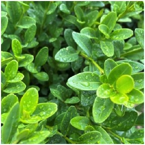 Green Velvet Boxwood