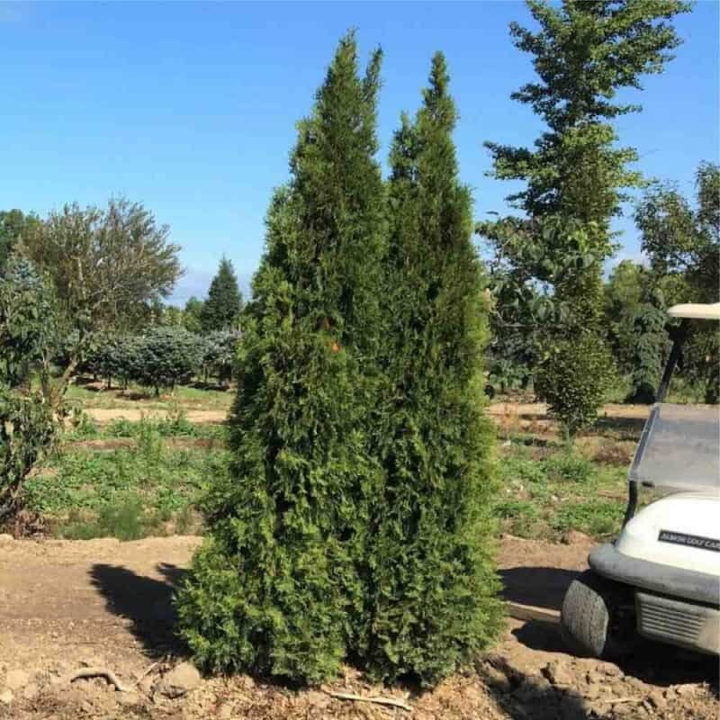 Emerald Cedar (BC)