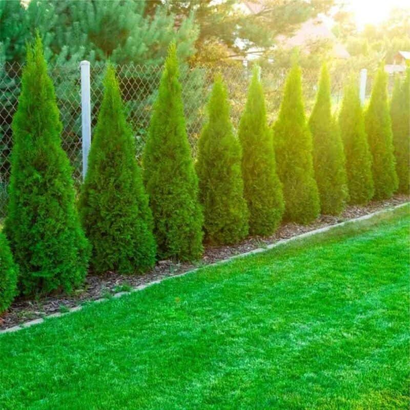 Emerald Petite Cedar (ONT)