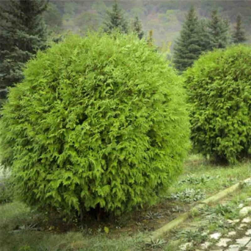 Danica Globe Cedar