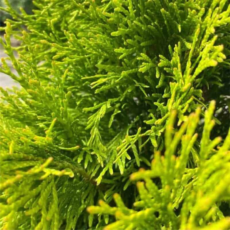 Janed Gold Cedar (ONT)