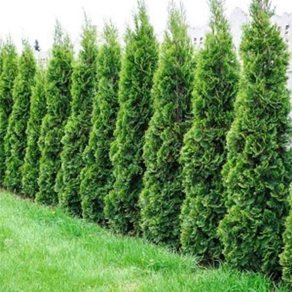 Emerald Cedar (BC)