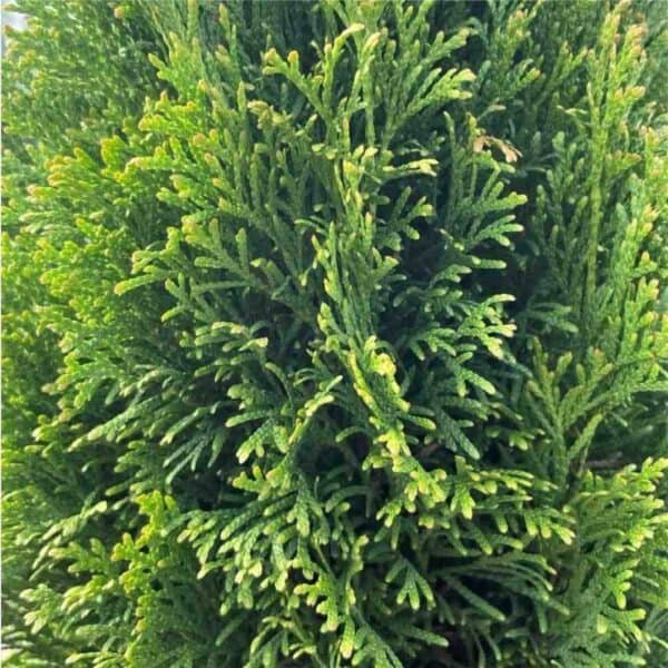 Emerald Petite Cedar (ONT)