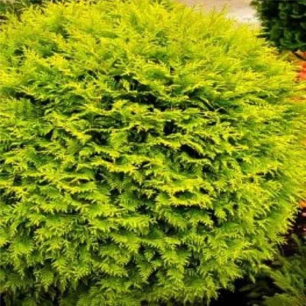 Danica Globe Cedar