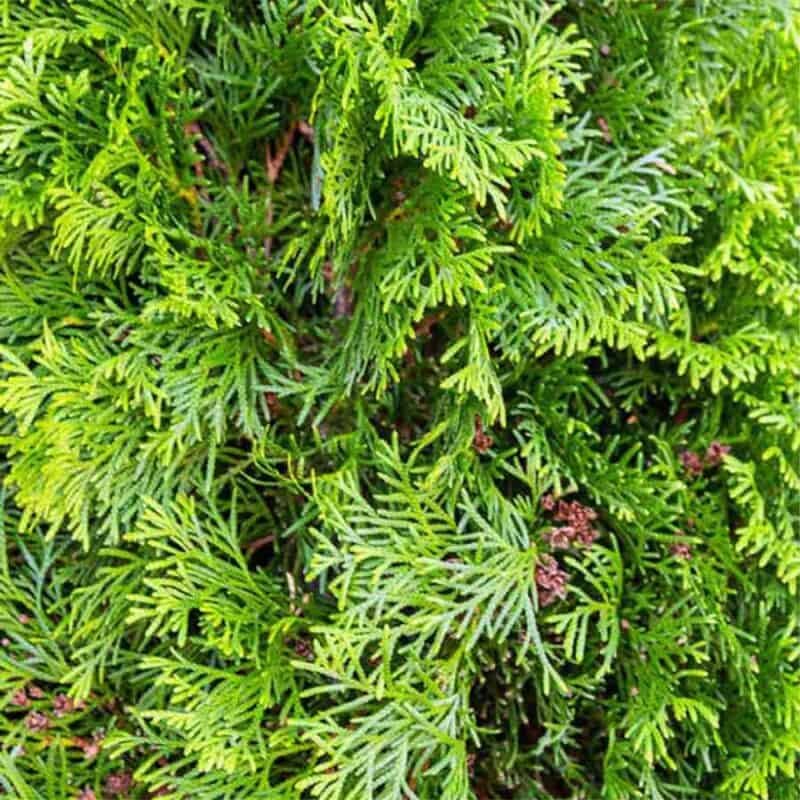 Cedar Degroot Spire