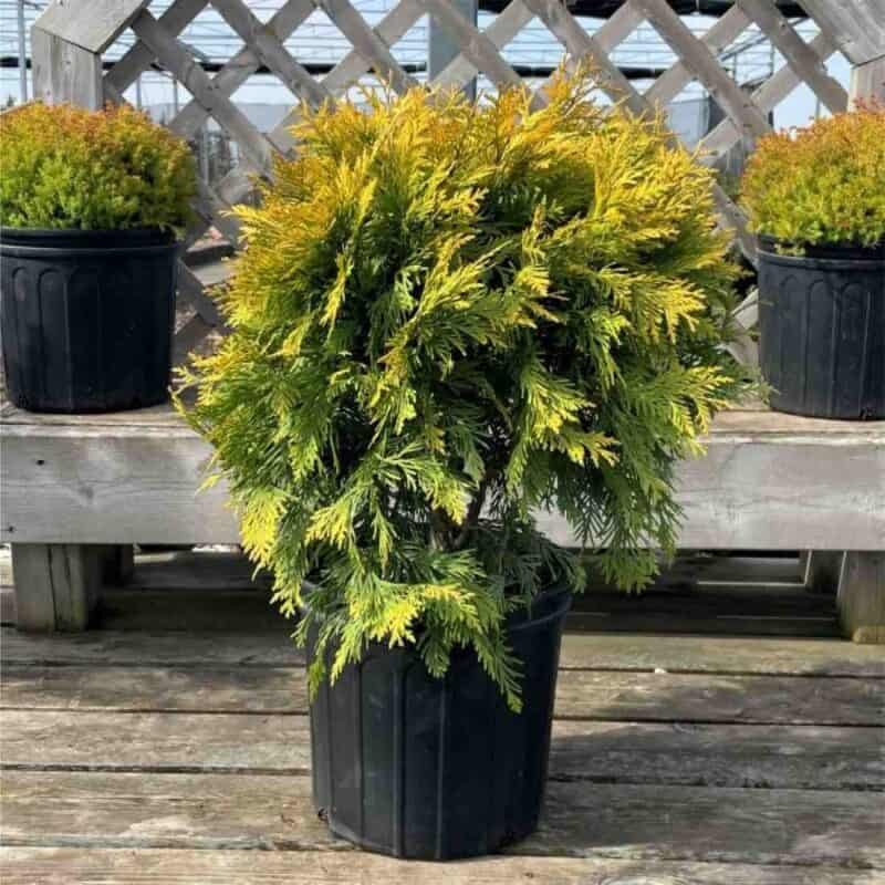 Golden Globe Cedar