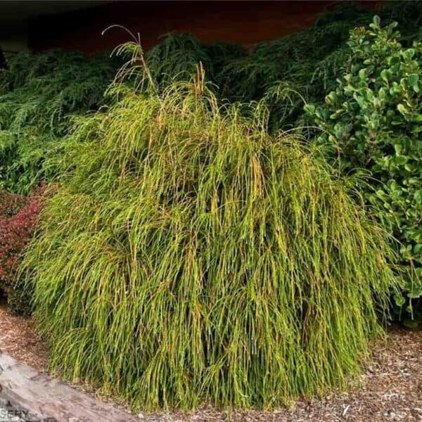Whipcord Western Cedar