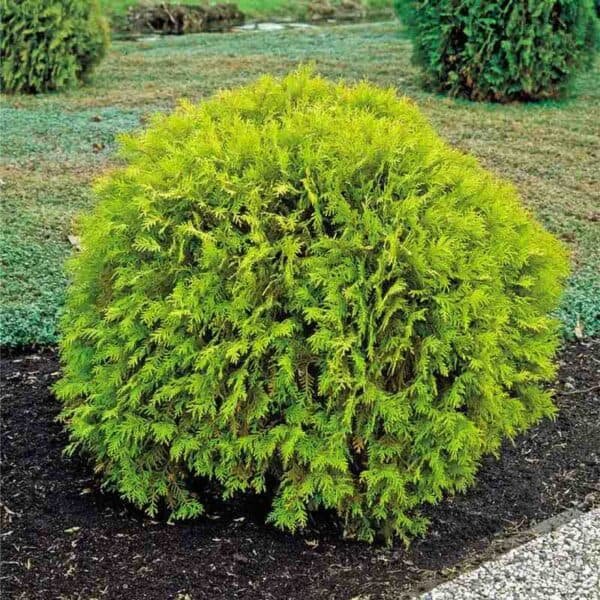 Golden Globe Cedar