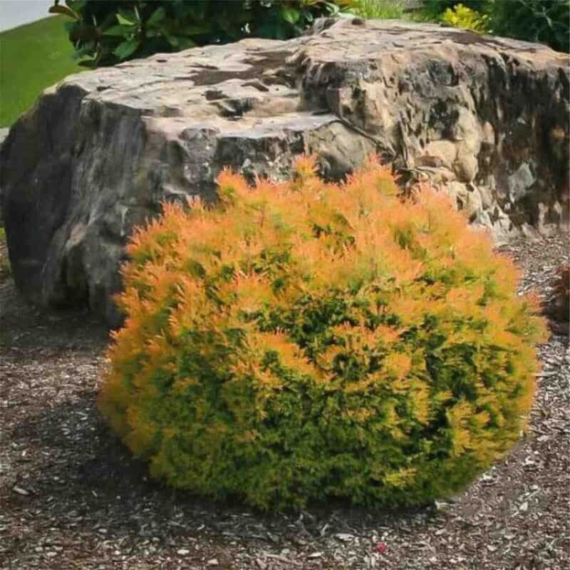 Fire Chief Globe Cedar