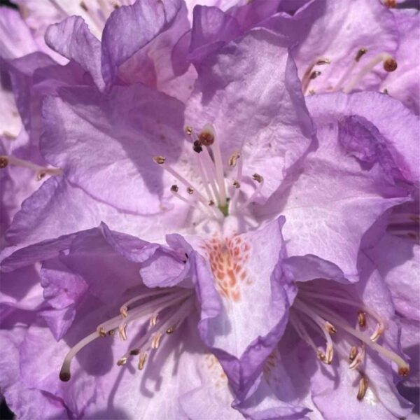 Minnetonka Rhododendron
