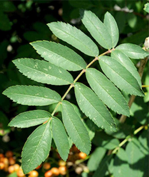 European Mountain Ash