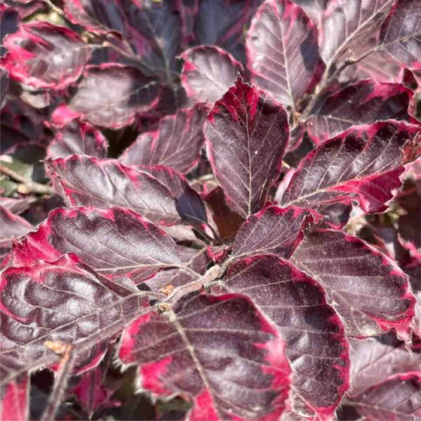 Tricolour Beech