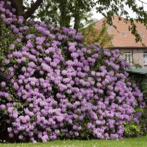 Minnetonka Rhododendron