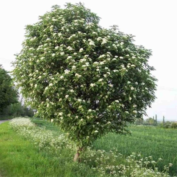 Oakleaf Mountain Ash