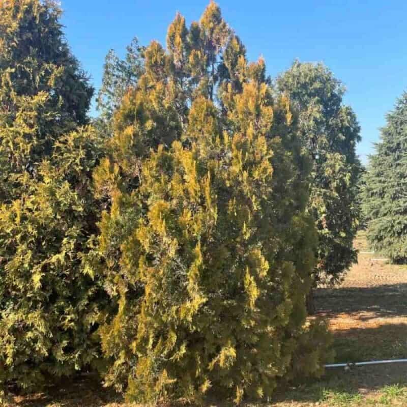 Golden Minaret Cedar