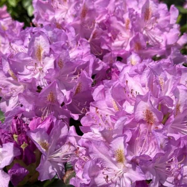 Minnetonka Rhododendron