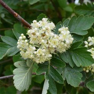 Oakleaf Mountain Ash