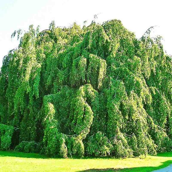 Weeping Green Beech