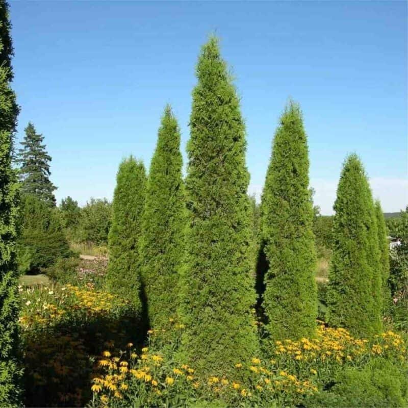 Sunkist Cedar