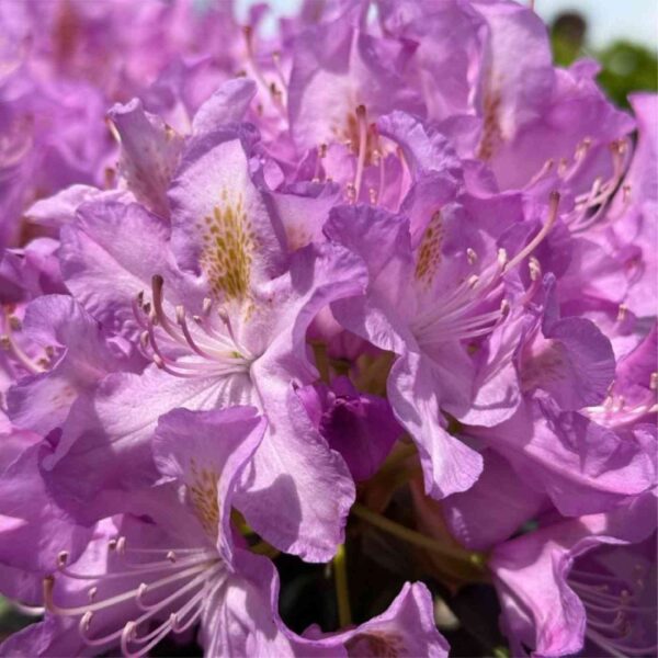 Minnetonka Rhododendron