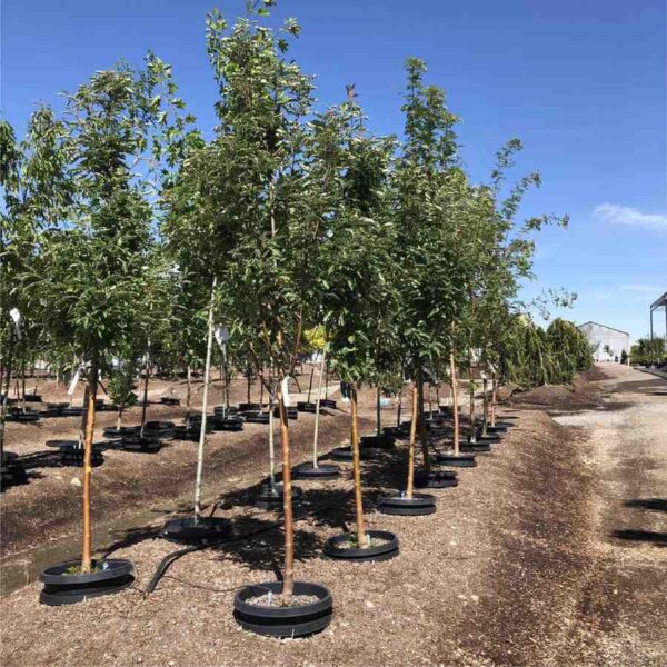 Oakleaf Mountain Ash