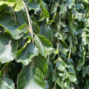 Weeping Green Beech