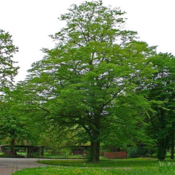 Blue Beech Tree
