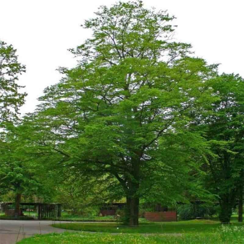 Blue Beech Tree