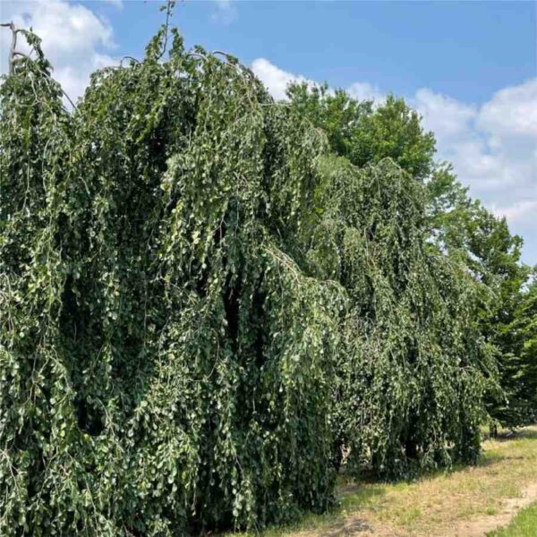 Weeping Green Beech