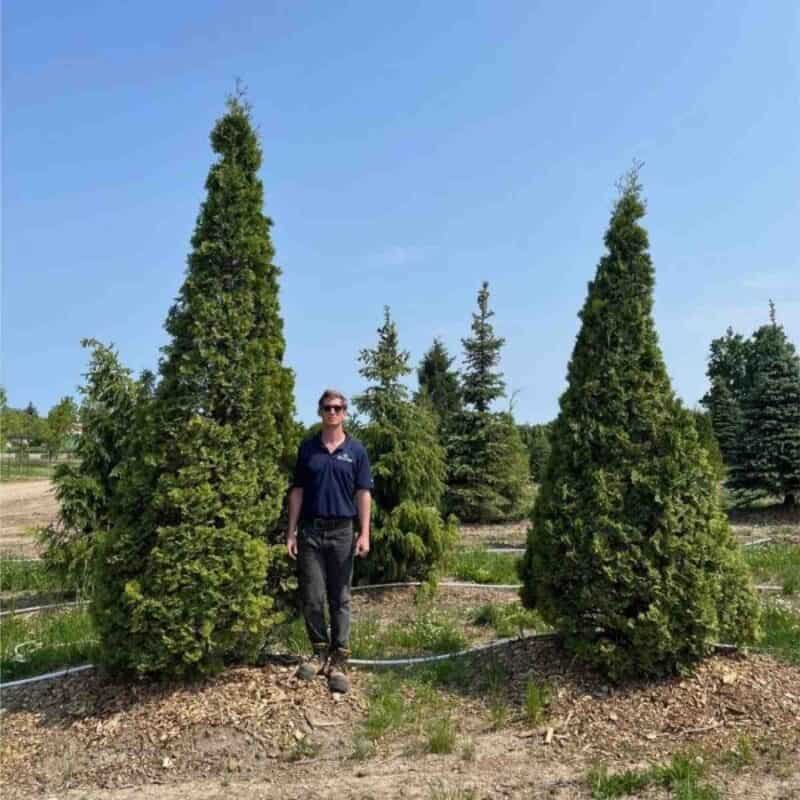 Pyramid Cedar (ONT)
