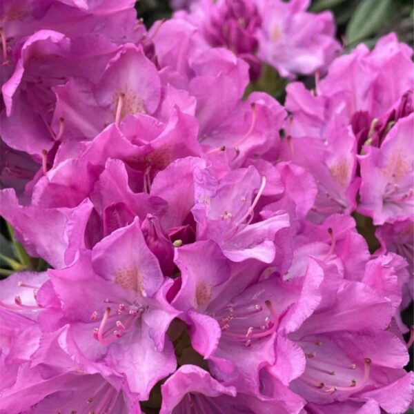 Roseum Pink Rhododendron