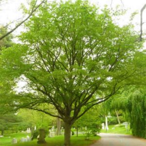 Blue Beech Tree