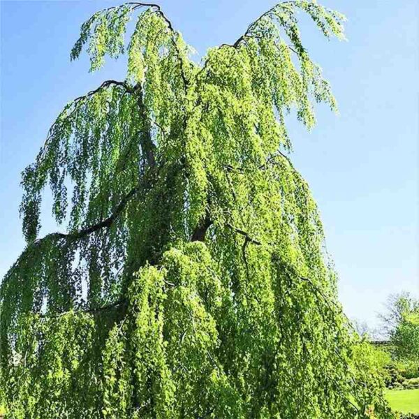 Weeping Green Beech