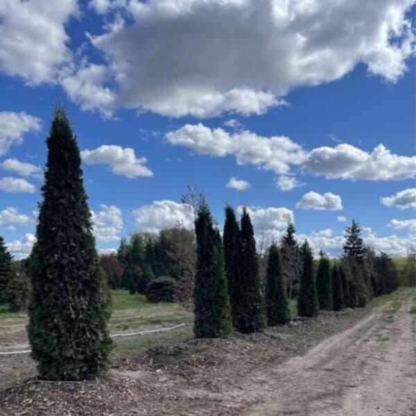 Pyramid Cedar (ONT)